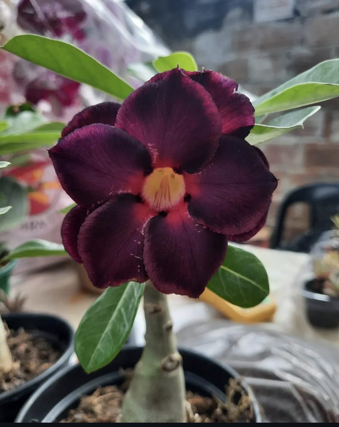 rosa do deserto roxa